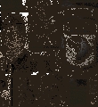wpbob007.gif