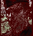 dlwinters1.gif
