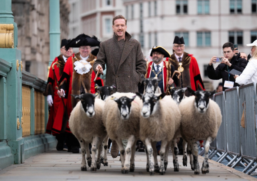 Damian Lewis Drives Sheep Over the River Thames in Historic Tradition